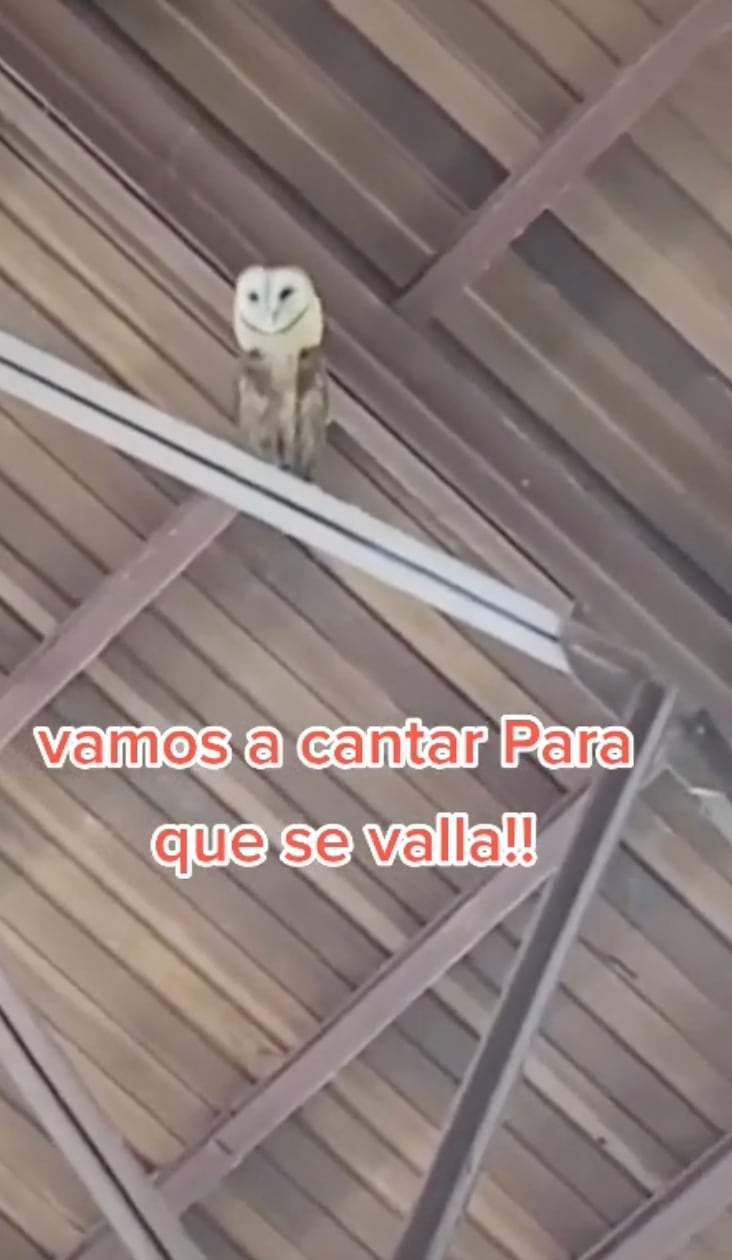 Cantan a lechuza para ahuyentarla