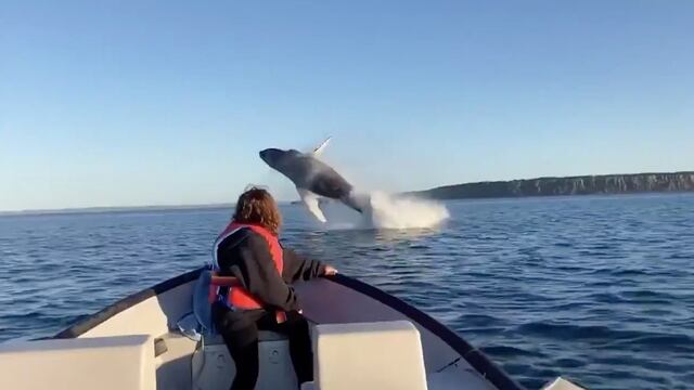 Ballena