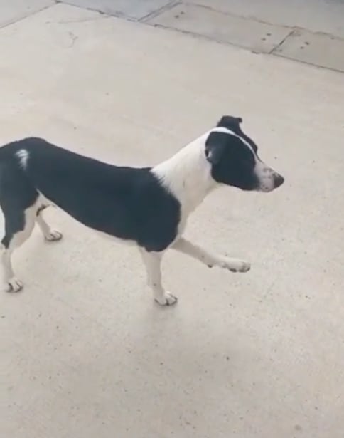 Perrito que hace ejercicio