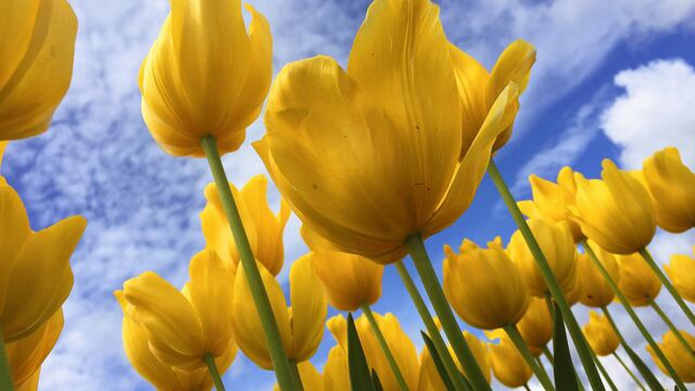 Significado de las flores amarillas