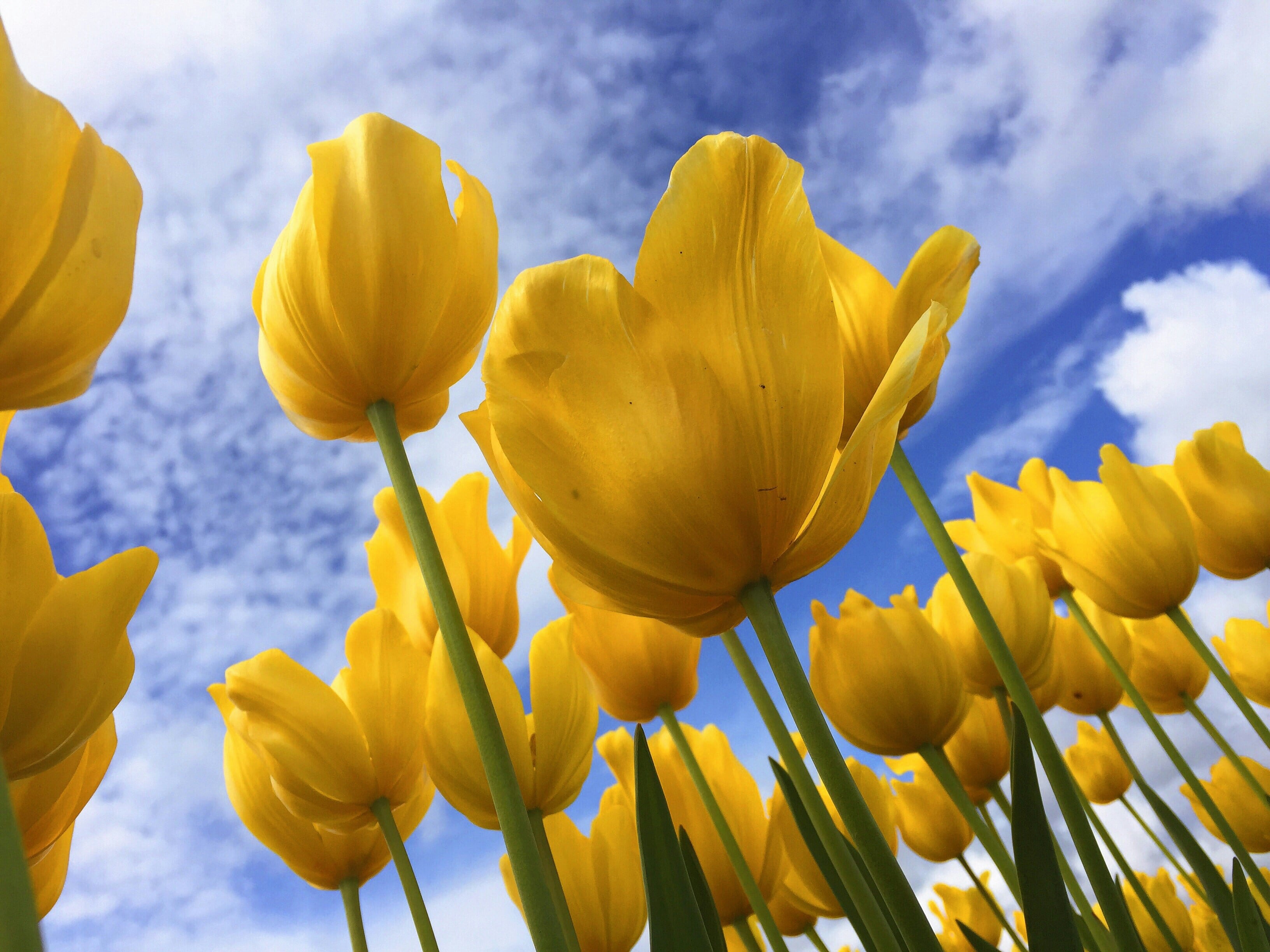 Significado de las flores amarillas
