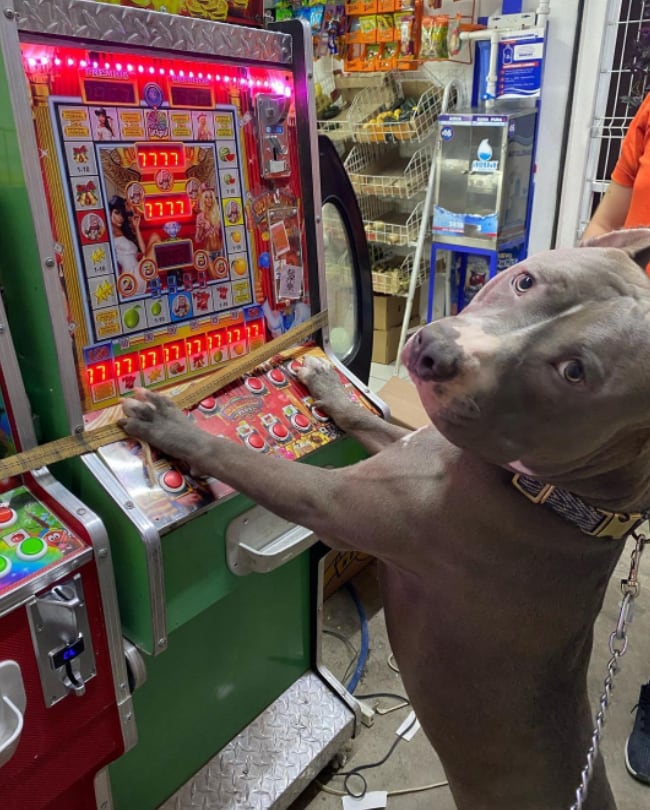 'Anubis', el perrito de la tienda
