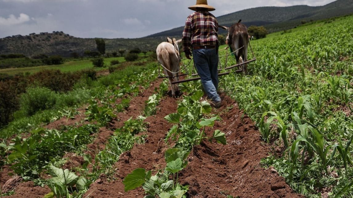 Más pérdidas para el campo: lluvias dañan cultivos en Querétaro