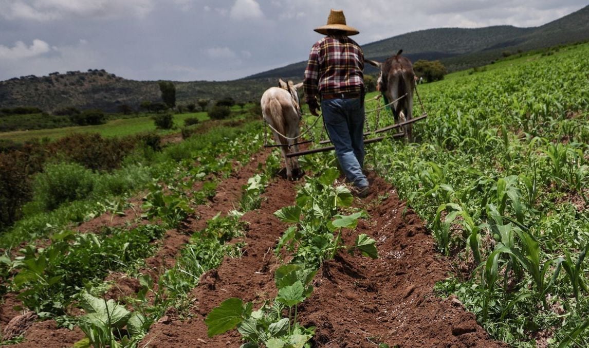 Lluvias afectan cultivos de Querétaro