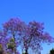Este pueblo mágico en México está lleno de jacaranda violetas; te decimos cómo llegar