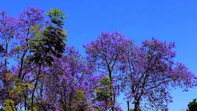 Este pueblo mágico es conocida como la ciudad de las jacarandas