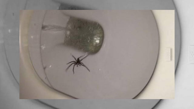 VIDEO: Araña negra en el inodoro causa terror