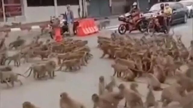 Bandas de monos rivales se enfrenta en Tailandia