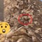 ¿Un perro en la pirámide en Egipto? Así fue el curioso momento que asombró a todos en Giza (VIDEO)