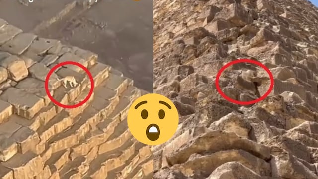 Perro es captado en la cima de la pirámide de Egipto.