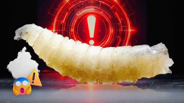 Casos de gusano barrenador en CDMX aumentan.