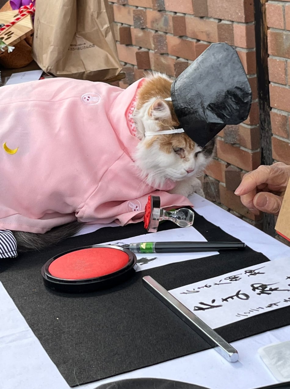 Gato es proclamado sacerdote