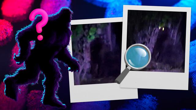 Buscan a gorila suelto en Hidalgo