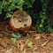 ¿Qué es y qué significa el Día de la Marmota? Punxsutawney Phil hizo esta predicción para 2024