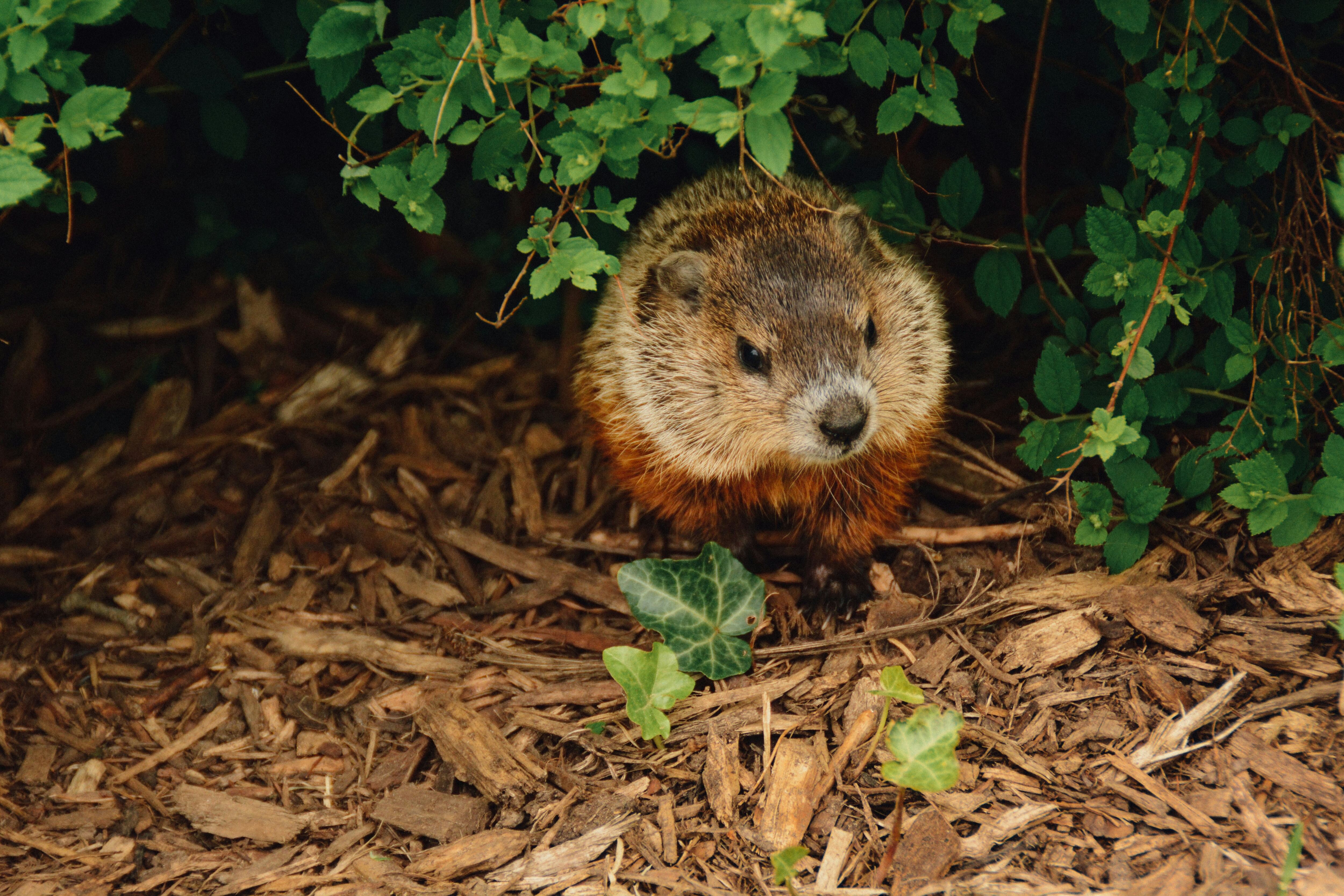 Este 2 de febrero es el Día de la Marmota