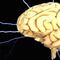 Google y Harvard crean un mapa 3D del interior del cerebro humano