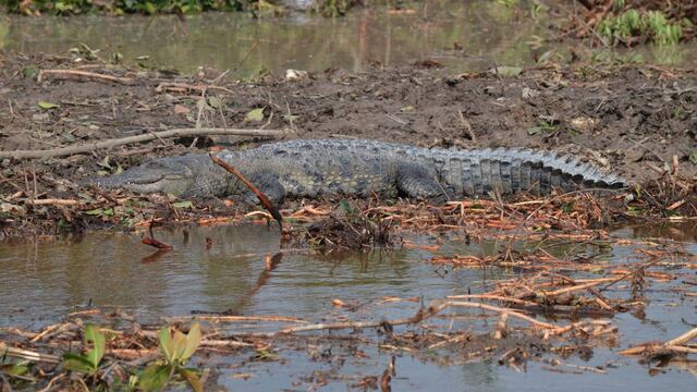 En la zona devastada habitaban especies en peligro de extinción.