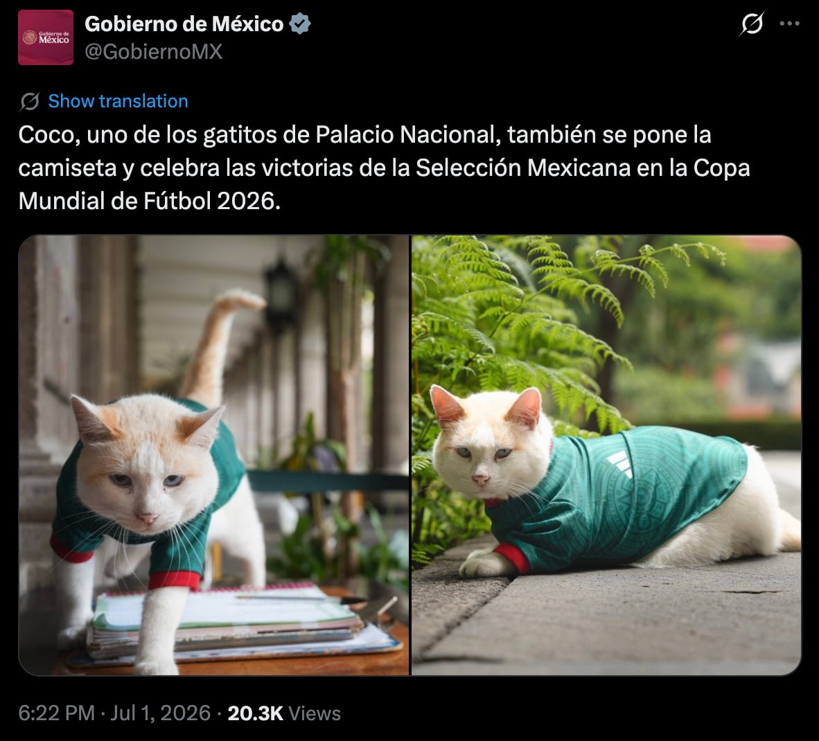 Coco, el gato de Palacio Nacional, alienta a la Selección Mexicana usando la “verde”