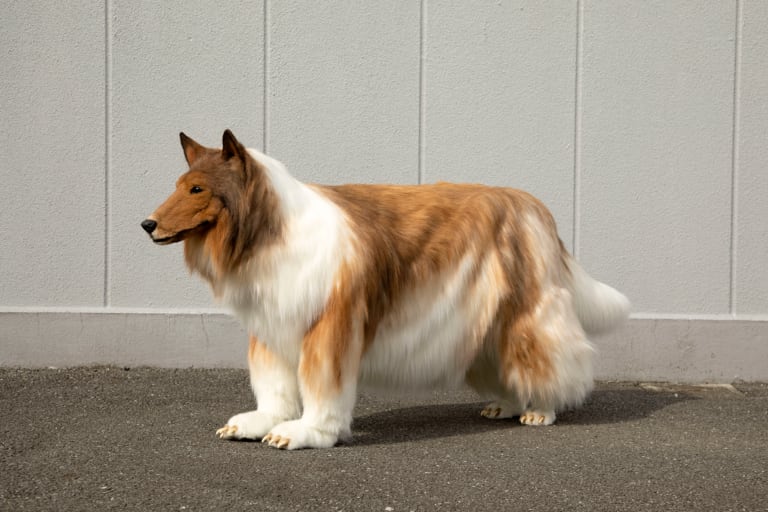 Hombre logra convertirse en perro