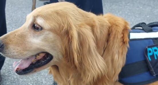 Sky, perrita de la policía de Saltillo