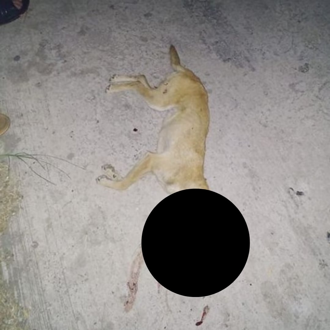 Atropellan a perrito durante entrega ilegal de despensas