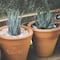 ¿Calor? Estas 7 plantas harán que tu casa esté fresca de manera natural