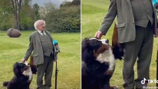 Perro del presidente Irlanda