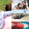 ¿Qué se celebra el 12 de agosto? Hoy es Día del Hijo de en Medio, Día Internacional de la Juventud, Día Mundial del Elefante y Día Internacional del Disco de Vinilo