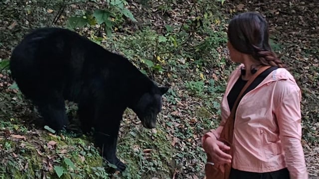 Oso negro persigue a una mujer mientras corría en Chipinque