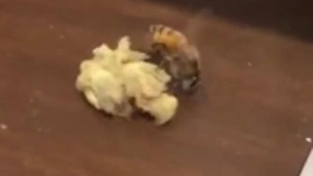 Abeja con trozo de marihuana