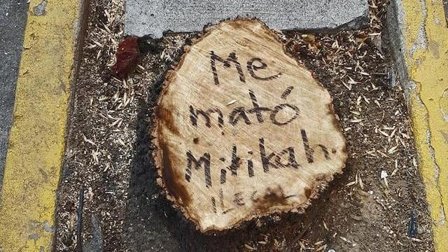 Tala ilegal de 60 árboles en Real de Mayorazgo en la alcaldía de Coyoacán