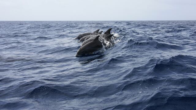 Delfines