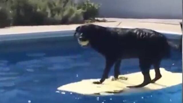 Tim, el perro más inteligente.