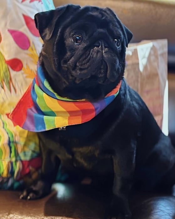 El Gordo, pug de los Águilar