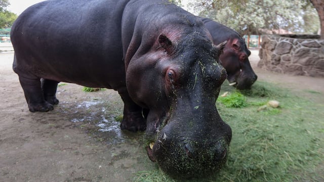 Hipopótamos en Zacango.
