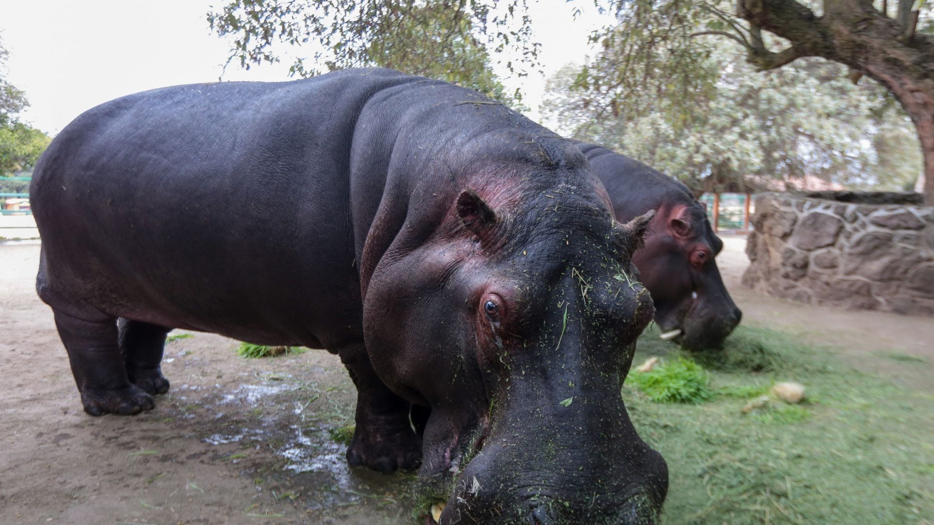 Comienza traslado de hipopótamos de Pablo Escobar de Colombia a India
