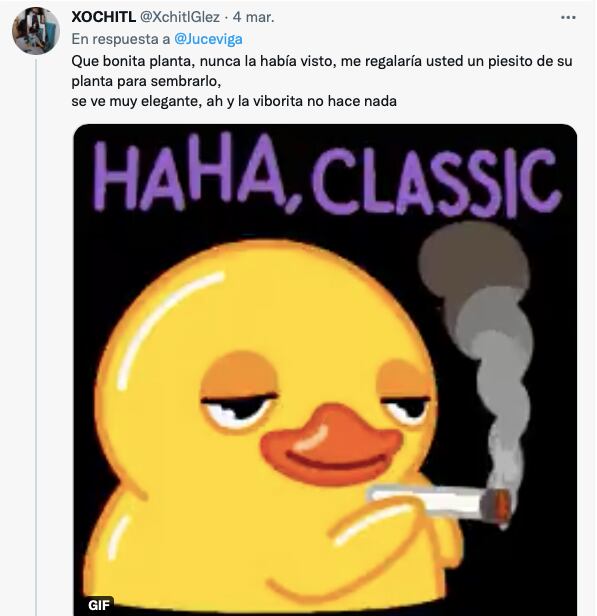 ¿Será peligrosa? La foto de una planta de mariguana y una serpiente se hace viral