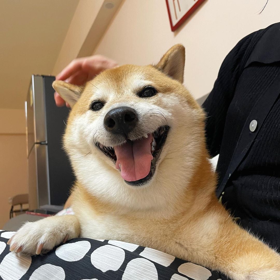 Cheems, el perrito de los memes