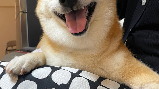 Cheems, el perrito de los memes