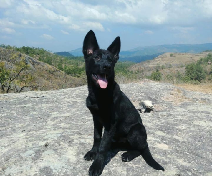 Raza de perro calupoh