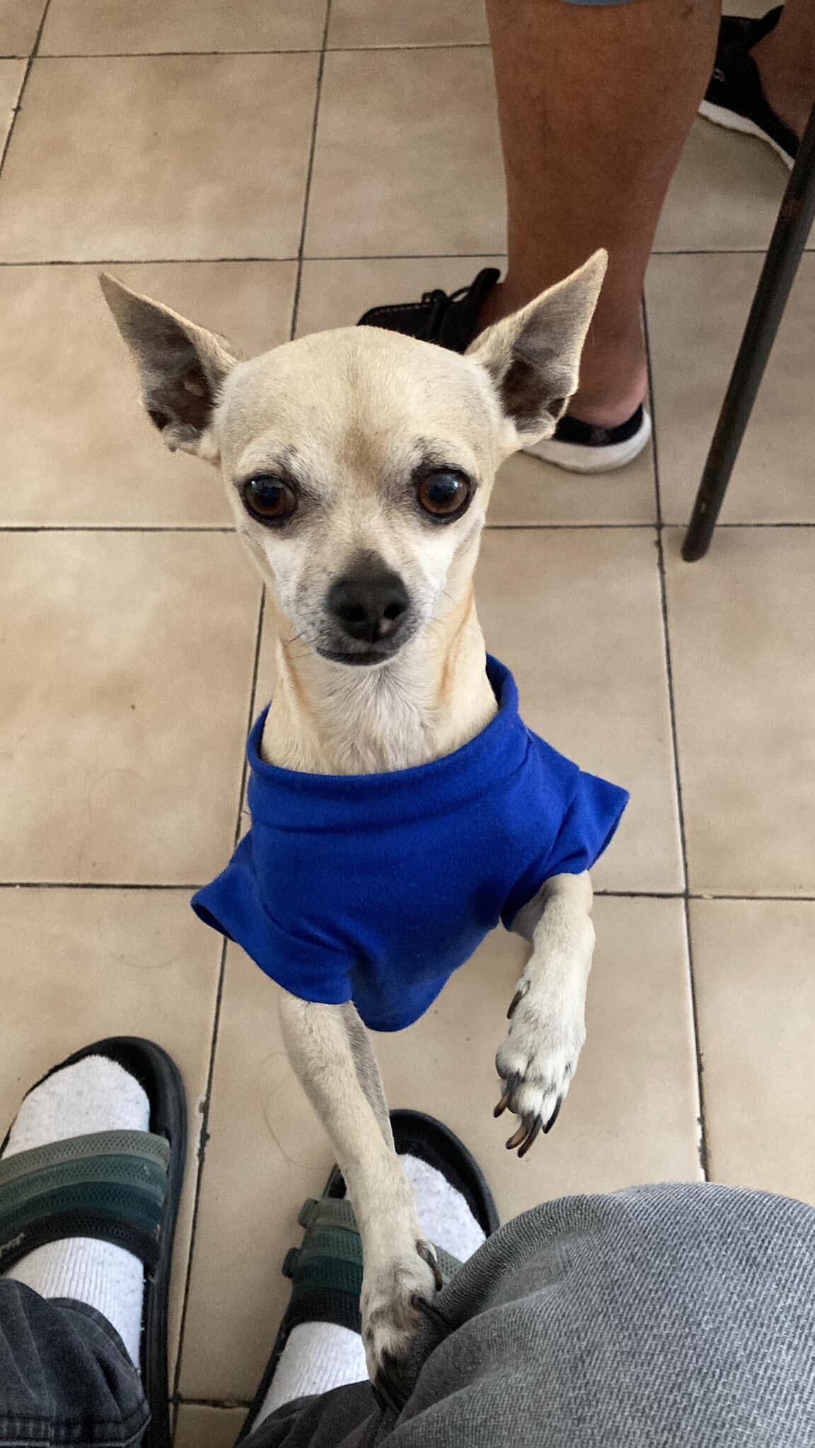 Ofreció boleto de Bad Bunny para que le regresen a su perrito