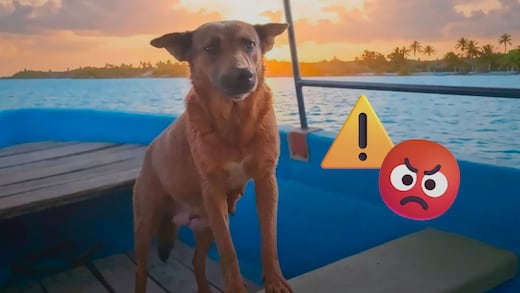 Beni, perrita que ayudaba a limpiar presa en Oaxaca, murió envenenada