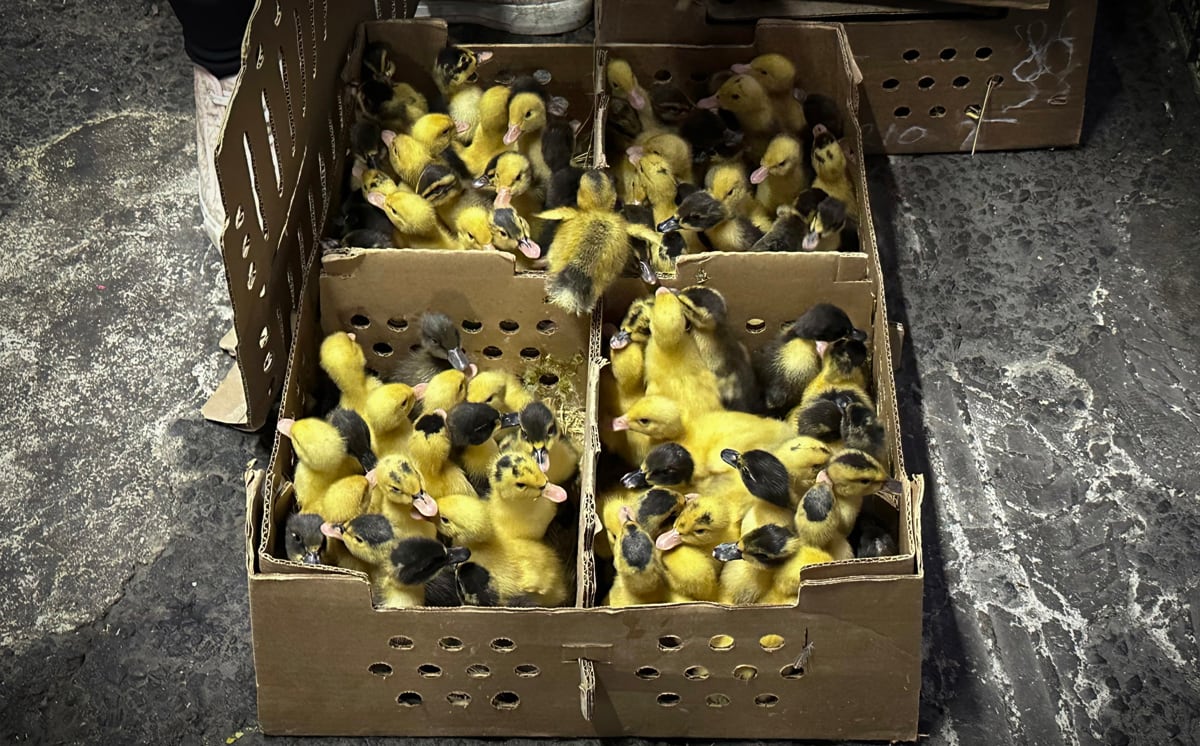 Venta de Patos Pekín