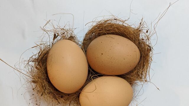 ¿Cómo se forma un pollo?