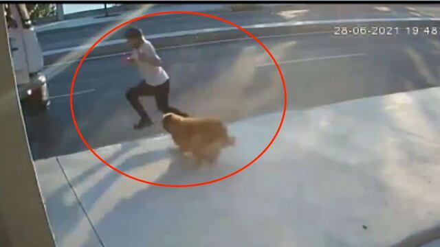 Perro asusta a peatón