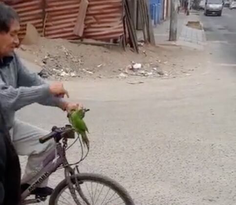 Abuelito utiliza loro como claxon