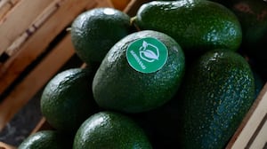 Productores de aguacate revelan qué provocó el freno de las exportaciones a Estados Unidos