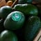 Productores de aguacate revelan qué provocó el freno de las exportaciones a Estados Unidos