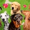 Día Mundial del Perro: 5 consejos para mantener con buena salud a tu compañero de vida
