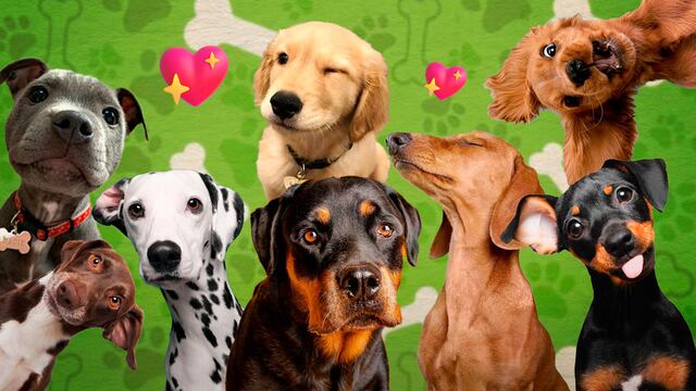 Día Mundial del Perro